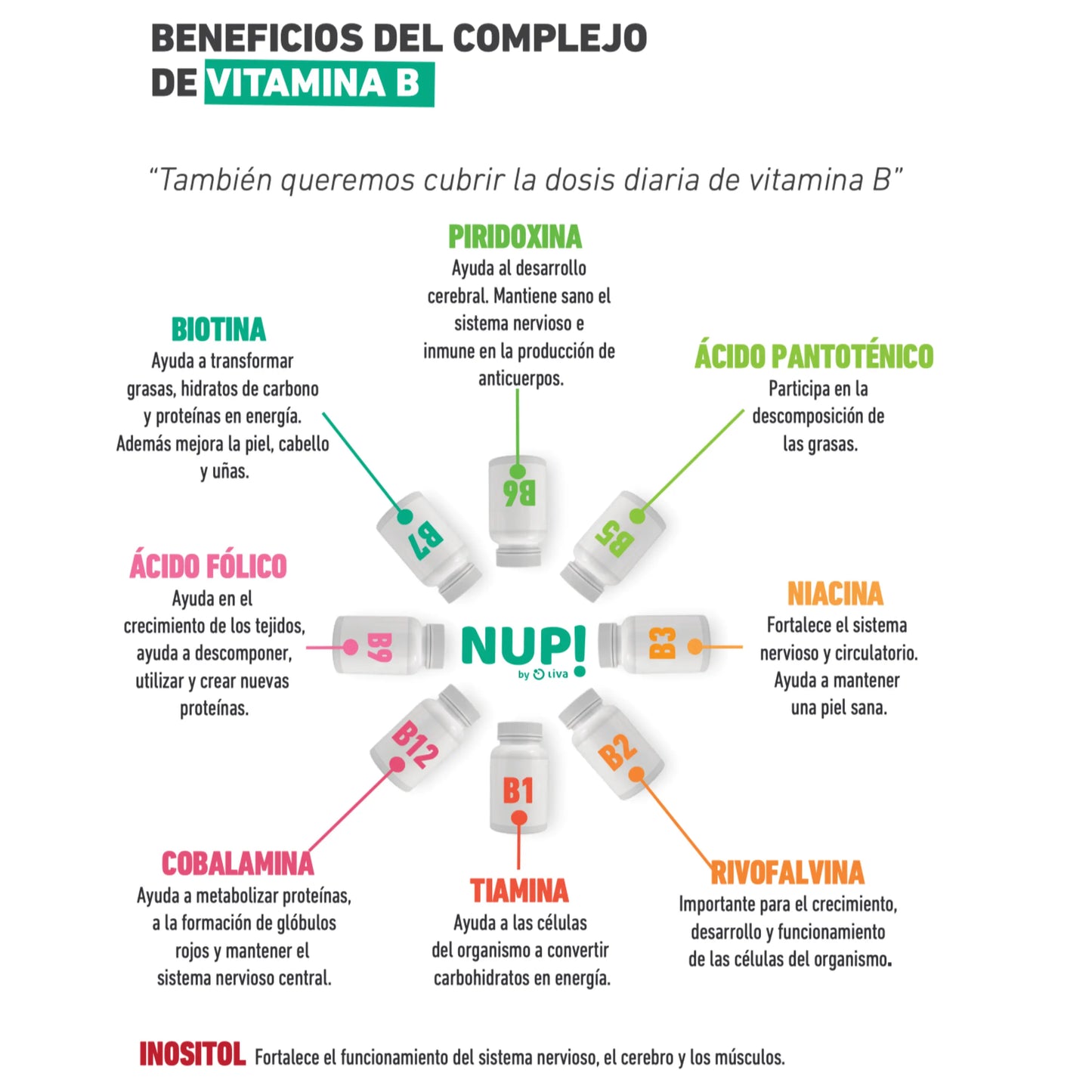 Infografía sobre los beneficios del complejo B en el suplemento NUP! COMPLEX B. Destaca la biotina para piel y cabello, niacina para el sistema nervioso, ácido fólico para el crecimiento celular y más.