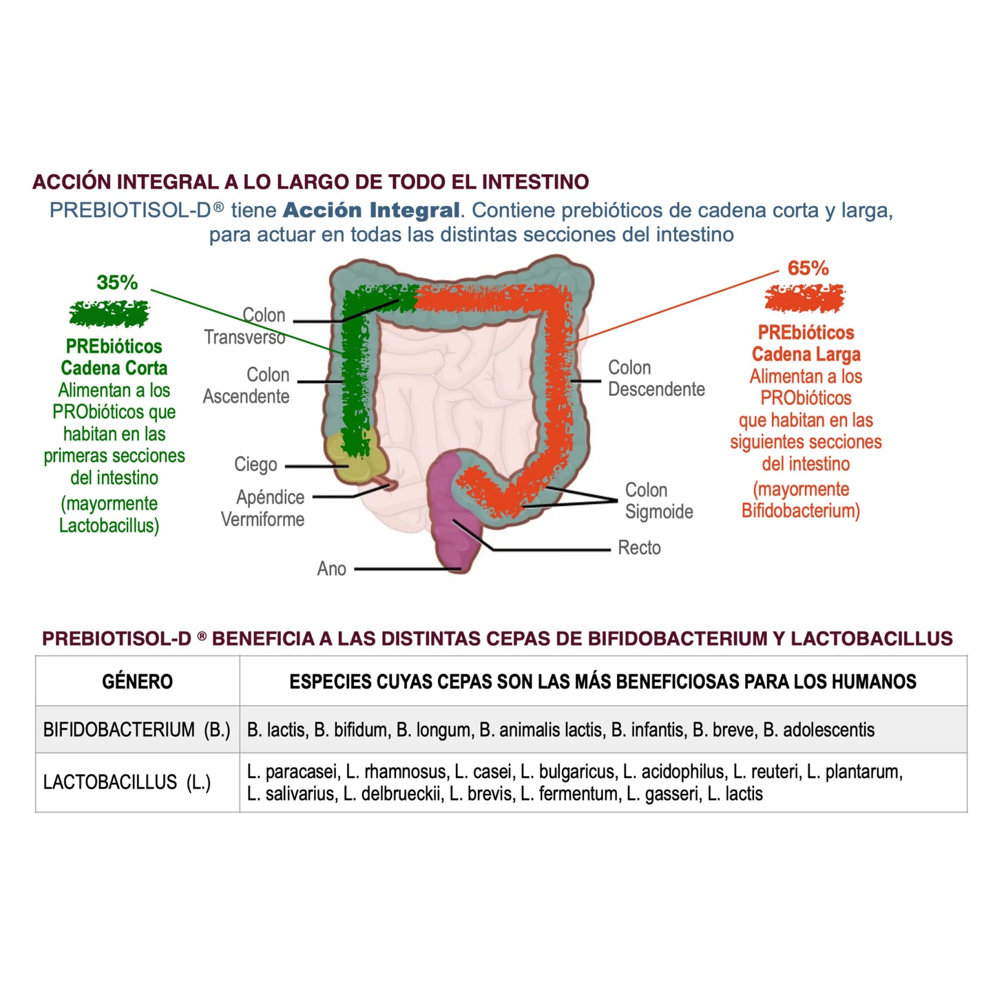 Infografía sobre la acción integral de Prebiotisol-D en el intestino, destacando la función de los prebióticos de cadena corta y larga en la nutrición de probióticos como Lactobacillus y Bifidobacterium. Incluye una ilustración del sistema digestivo y una tabla con las cepas más beneficiosas para los humanos.