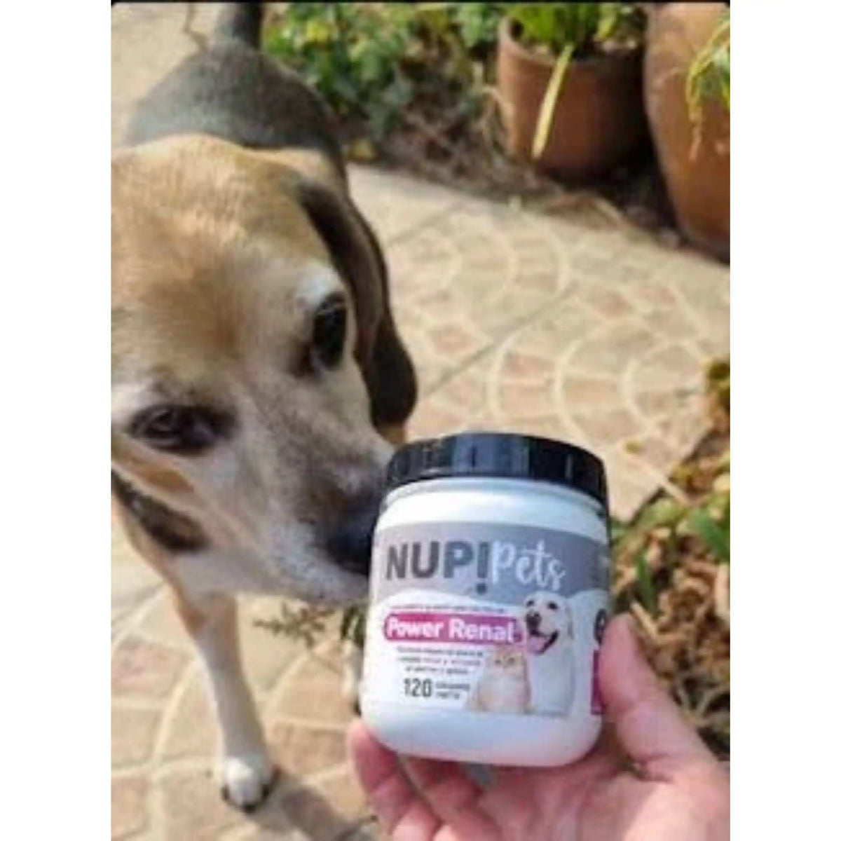Perro olfateando frasco NUP! Pets Power Renal 120g suplemento renal y urinario para mascotas